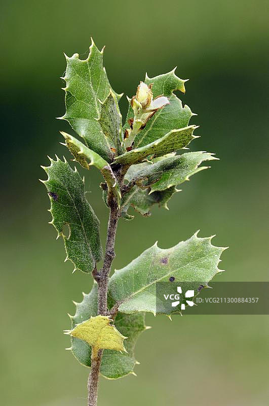 胭脂栎，普罗旺斯，法国南部，欧洲图片素材