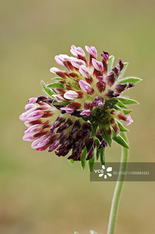 肾形黄芪，普罗旺斯，法国南部，欧洲图片素材