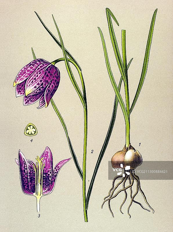 历史插图：格纹水仙（贝母），有毒植物图片素材