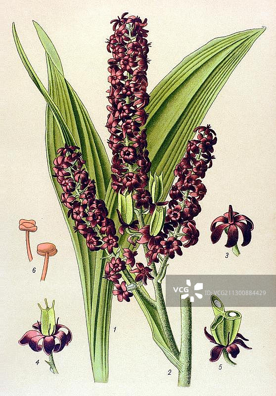 黑藜芦（毒芹）历史插图图片素材