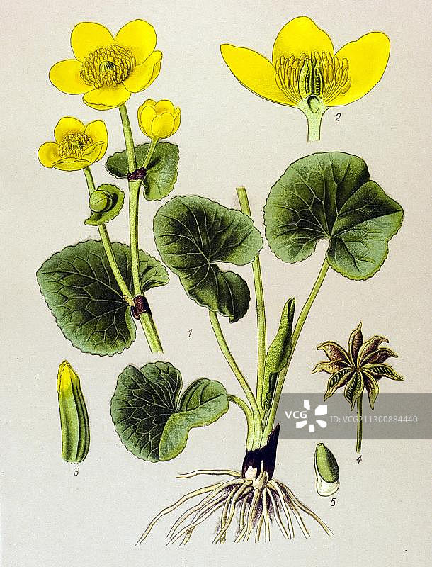 历史插图，沼泽金盏花 (Caltha palustris)，有毒植物图片素材