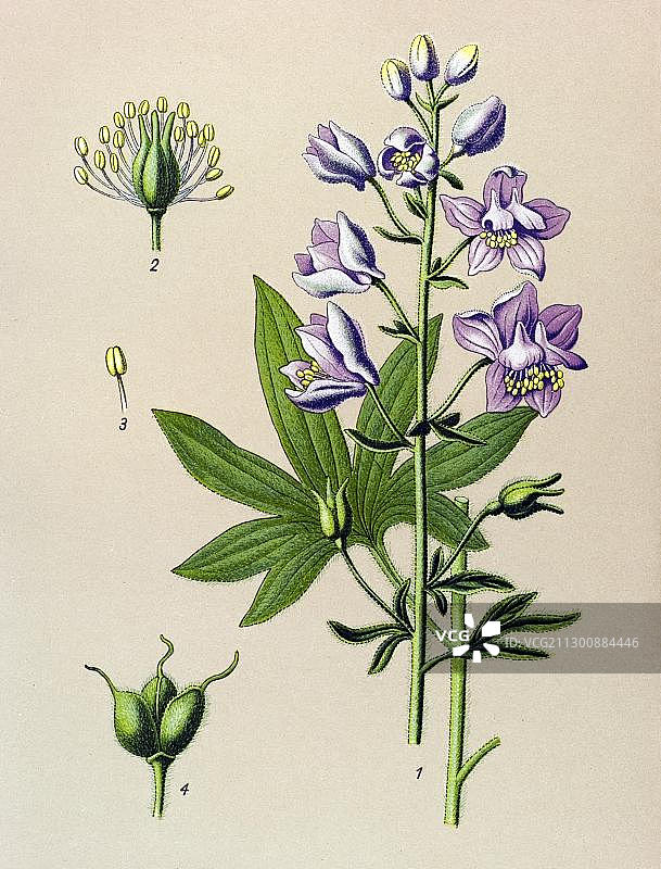 历史揷图：蝇子草图片素材