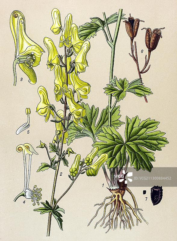 历史插画：北乌头（有毒植物）图片素材