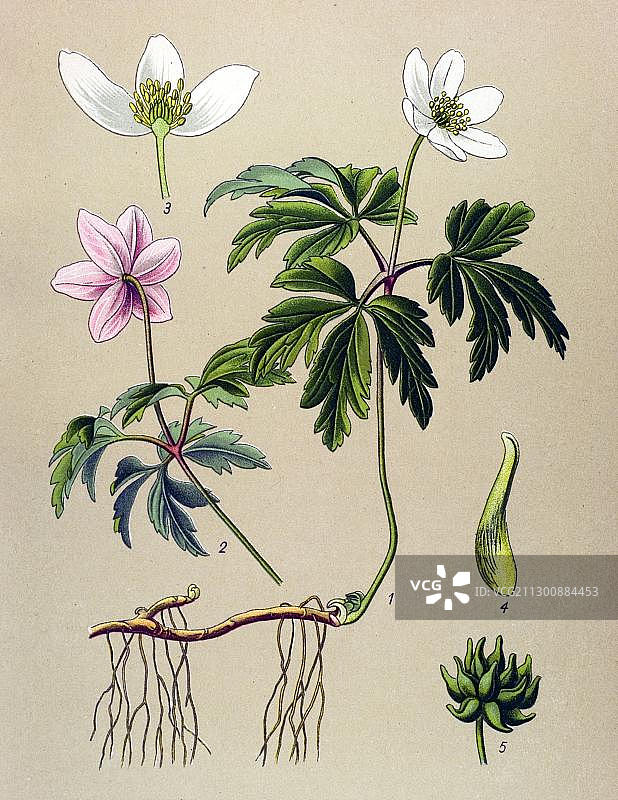 历史插图：白头翁（有毒植物，药用植物）图片素材