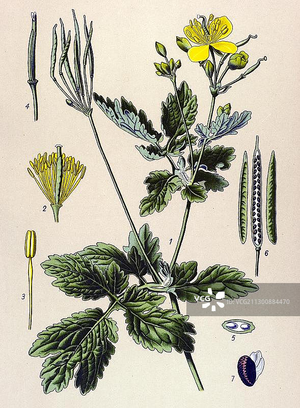 大白屈菜（白屈菜属），有毒植物，药用植物历史插图图片素材