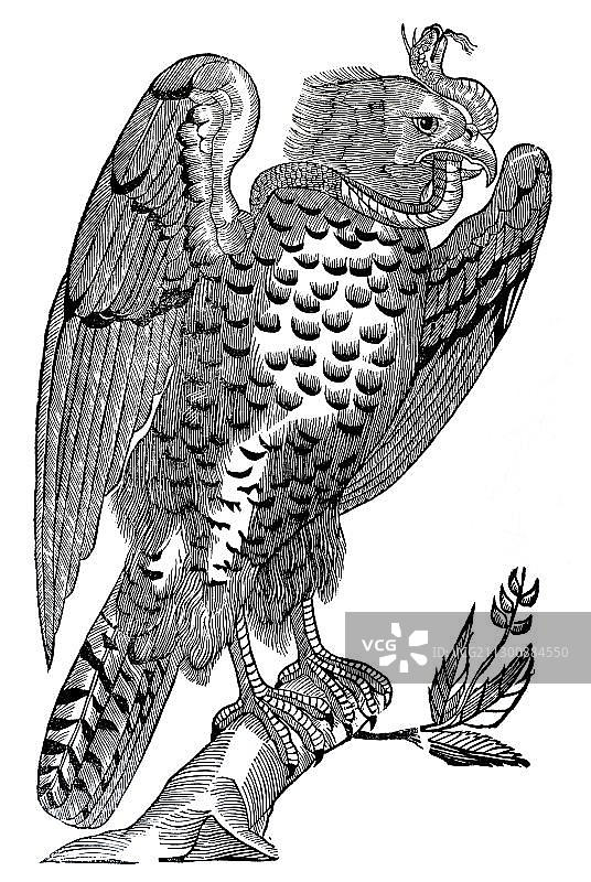 格斯纳《动物史》中的苍鹰木刻版画（1551年）图片素材