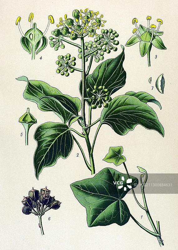 历史插图：常春藤（Hedera helix），有毒植物，药用植物图片素材