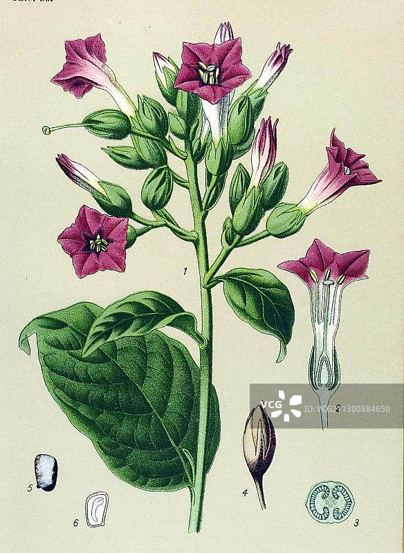 有毒植物：栽培烟草（Nicotiana tabacum）图片素材