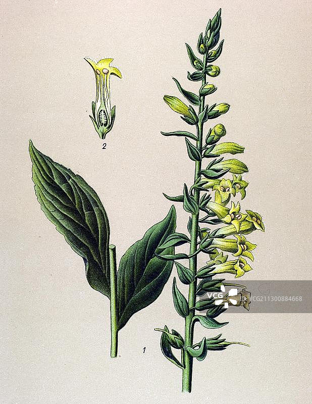 历史插图：黄花毛地黄(Digitalis lutea)，有毒植物图片素材