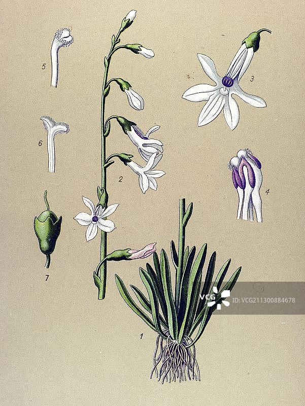 历史插图：水半边莲（有毒植物）图片素材