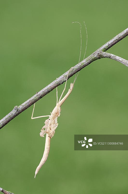 西比路竹节虫蜕皮图片素材