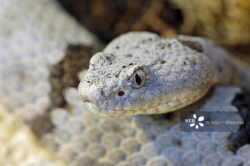 绿响尾蛇 (Crotalus lepidus lepidus)图片素材