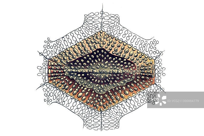历史插画：恩斯特·海克尔《自然界的艺术形态》中的箱鲀图片素材