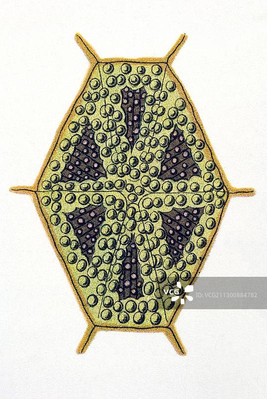 历史插画：四角箱鲀，海克尔《自然界的艺术形态》图版42图片素材