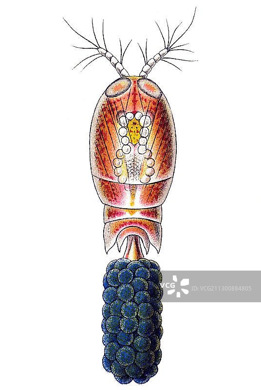 桡足类雌性生物历史插图图片素材