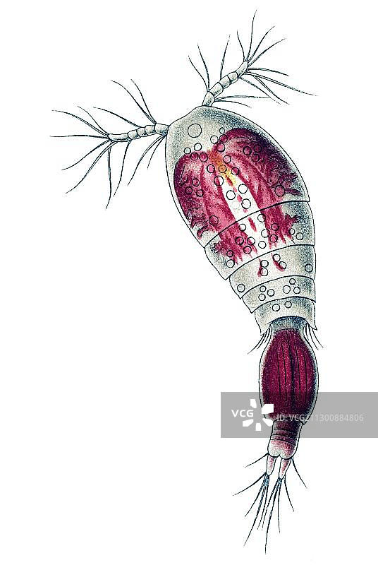 自然艺术形态：桡足类生物（雄性）图片素材