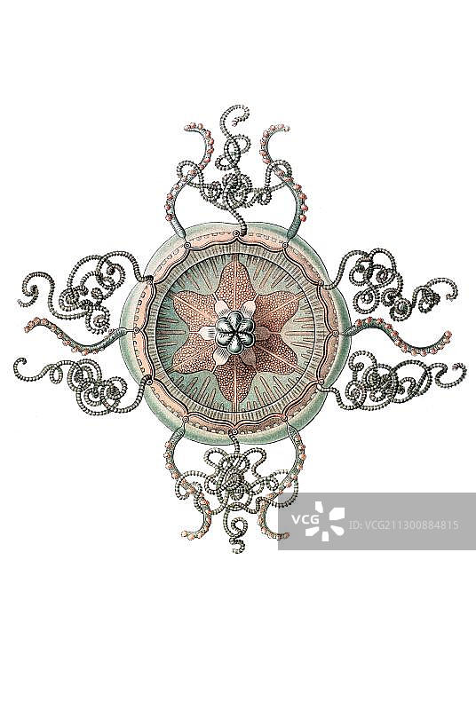 海蜇历史插图，恩斯特·海克尔，《自然界的艺术形态》图片素材