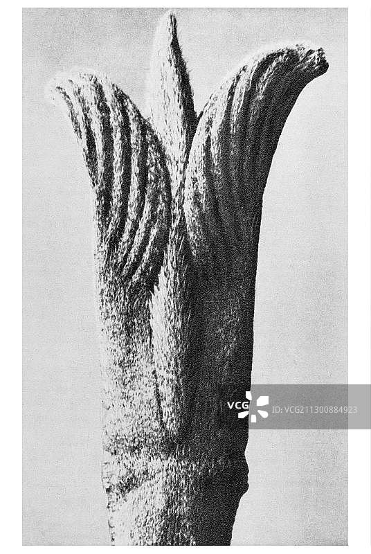 毛红瑞木的历史照片，卡尔·布罗斯费尔德，《艺术的原始形态》图片素材