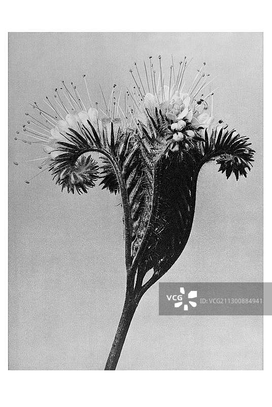 野生天芥菜的历史照片，卡尔·布罗斯费尔德，《艺术的原始形态》图片素材