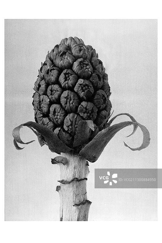 蜂斗菜历史照片图片素材