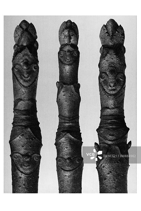 历史照片，卡尔·布洛斯菲尔德作品：七叶树图片素材