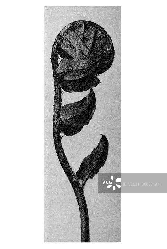 镰刀状盾蕨的历史照片，卡尔·布罗斯费尔德，《艺术的原始形态》图片素材