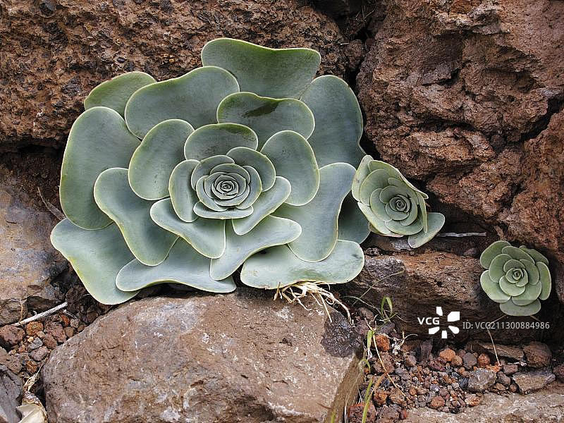 格林诺维亚，戈梅拉岛，加那利群岛，西班牙，欧洲图片素材