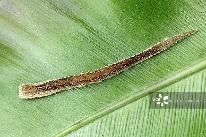猫头鹰蝴蝶（Eryphanis polyxena）毛毛虫图片素材