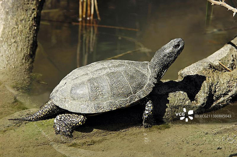 欧洲池龟（Emys orbicularis），卡马尔格，普罗旺斯，法国南部，欧洲图片素材