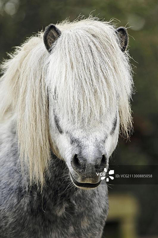 设得兰矮种马肖像图片素材