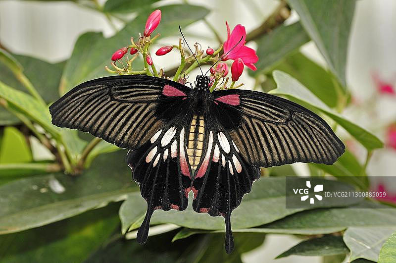 大麝凤蝶图片素材