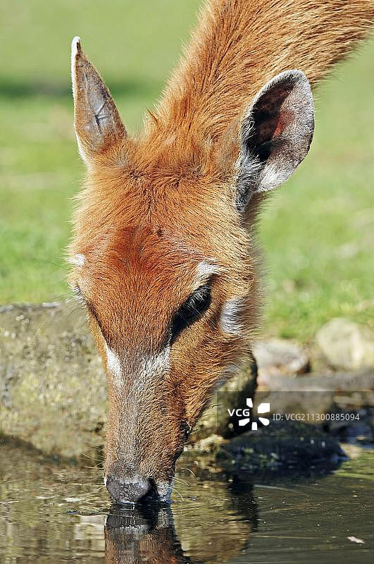 西塔通加羚羊，沼泽羚（Tragelaphus spekii），雌性饮水图片素材