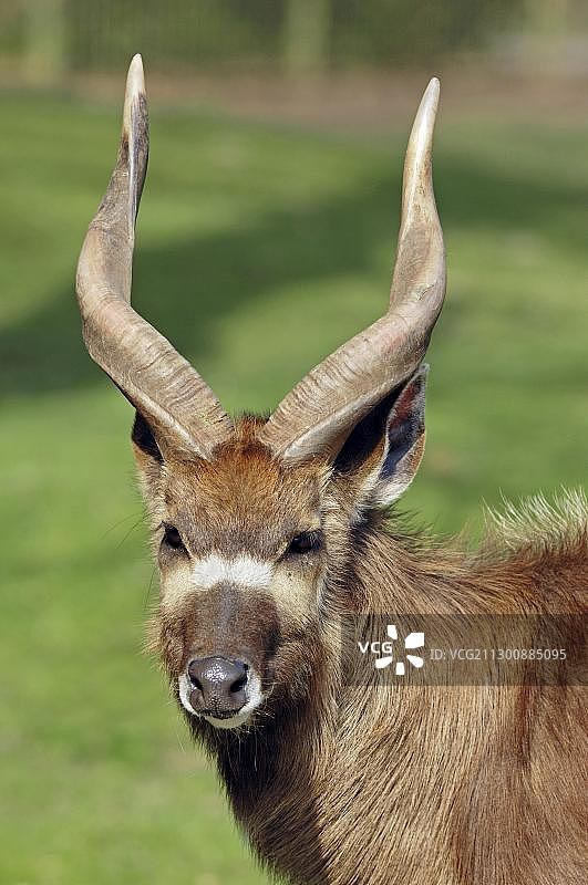 西塔通羚羊，雄性肖像图片素材