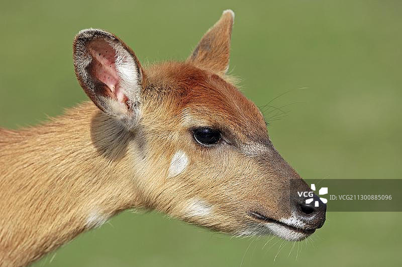 雌性西塔通加羚羊肖像图片素材