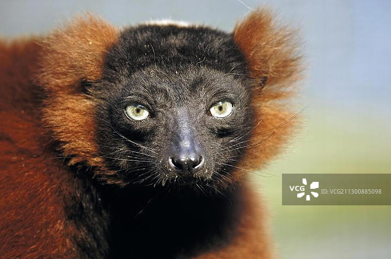 红色领狐猴特写图片素材