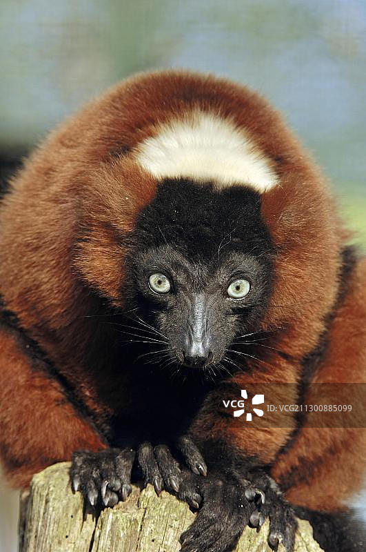 红领狐猴图片素材