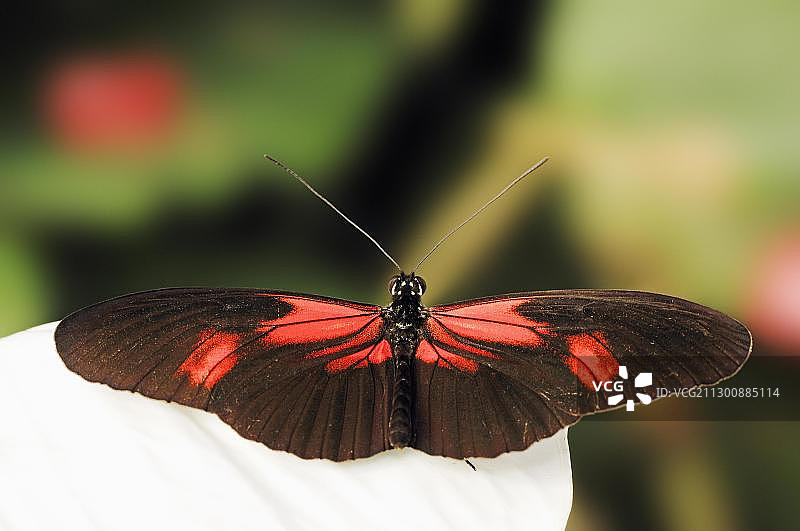 小型邮递员、红色西番莲蝴蝶、深红色长翅蝶（Heliconius erato）图片素材