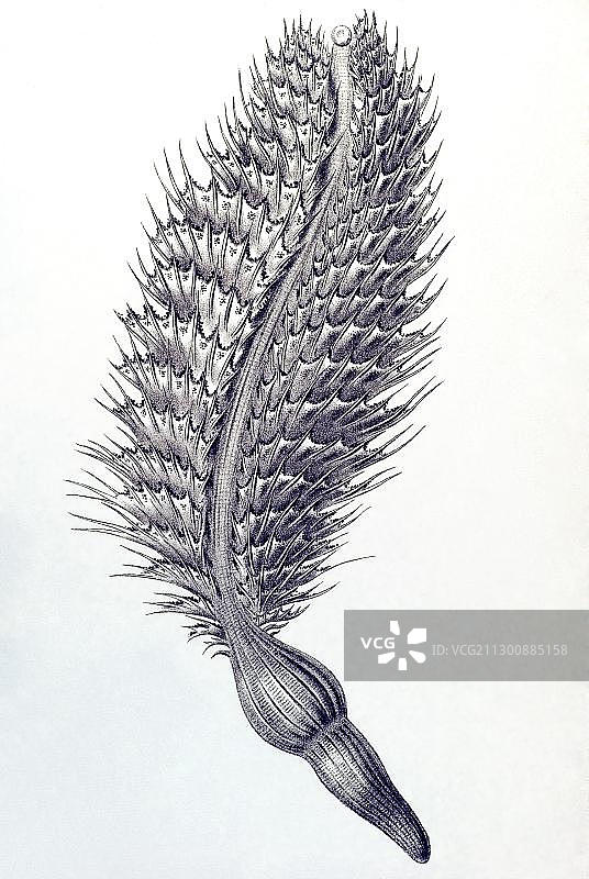 海笔纲生物历史插画，选自《自然界的艺术形态》图片素材
