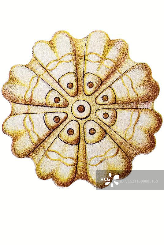 海克尔《自然界的艺术形态》中的管水母类水母历史插图图片素材