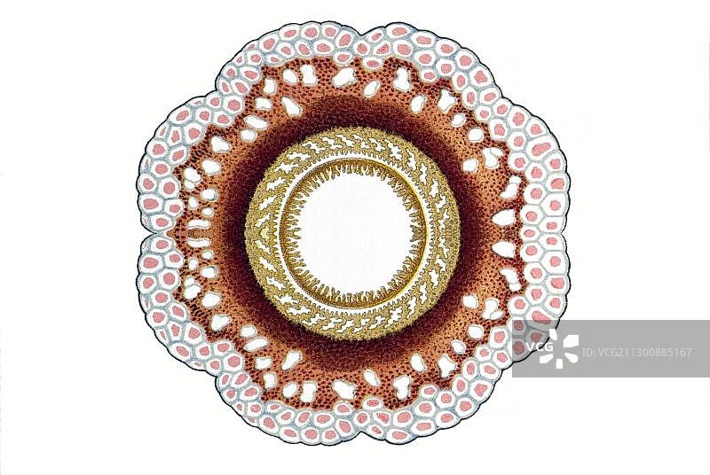 西风漂水母历史插图图片素材