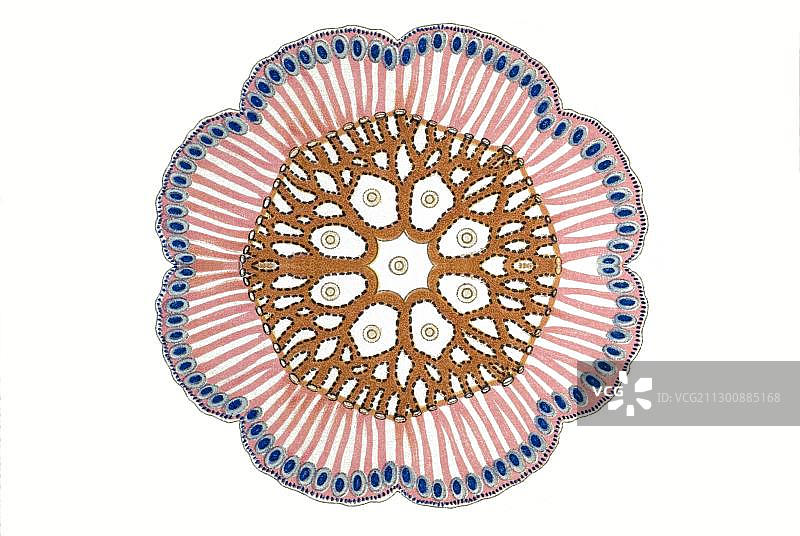 历史插图：管水母，海蜇，紫海葵，上部中胶层水平截面图片素材