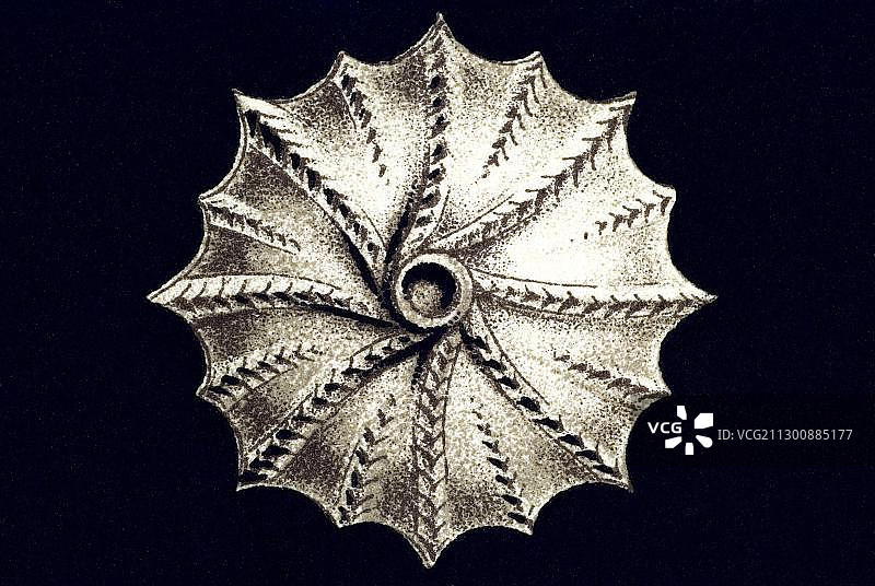 Thalamophora 名称 Globigerina Lagena interrupta 历史插图，Ernst Haeckel，《自然界的艺术形态》图片素材