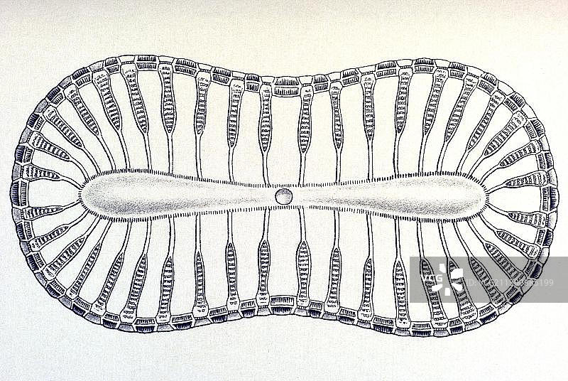 《自然界的艺术形态》：硅藻的历史插图图片素材