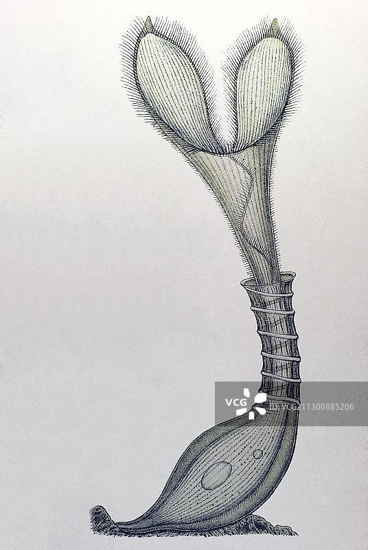 《自然界的艺术形态》：纤毛虫，喇叭虫，弗雷亚壶，恩斯特·海克尔古版画图片素材
