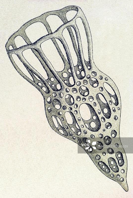 历史插图：纤毛虫，喇叭虫，伞状网胞虫图片素材