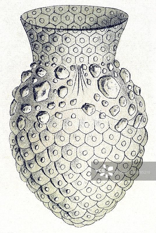 历史插图：纤毛虫，斯托尔，由恩斯特·海克尔创作的《自然界的艺术形态》图片素材