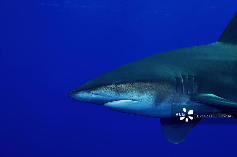 远洋白鳍鲨图片素材