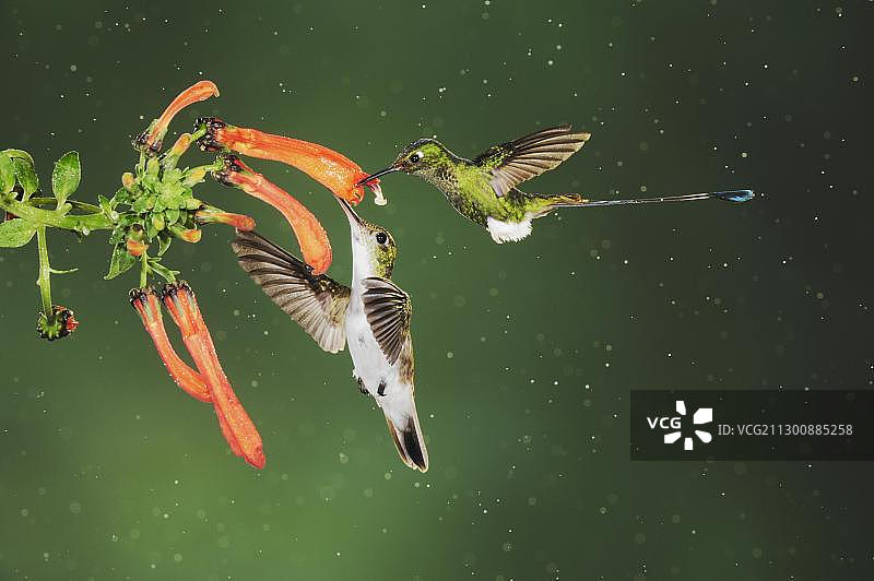 靴拍尾蜂鸟和安第斯翠蜂鸟：两只雄鸟在厄瓜多尔云雾森林雨林中雨中以花为食图片素材