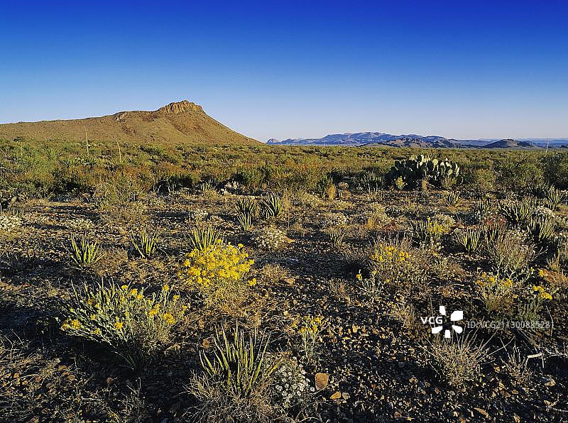 大弯国家公园盛开的奇瓦瓦沙漠图片素材