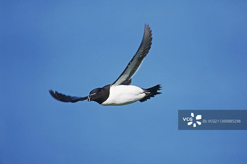 飞行中的海雀，霍诺亚自然保护区，北极挪威图片素材